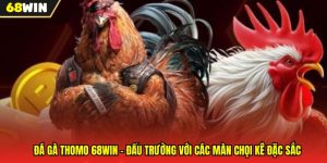 Đá Gà Thomo 68WIN - Đấu Trường Với Các Màn Chọi Kê Đặc Sắc