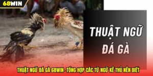 Thuật Ngữ Đá Gà 68WIN- Tổng Hợp Các Từ Ngữ Kê Thủ Nên Biết